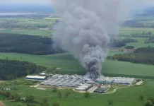 Niemcy: 20 000 świń zginęło w pożarze tuczarni!