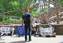 „Zostawcie pawiany przy życiu!” – aktywiści przykuli się do wybiegu w niemieckim zoo