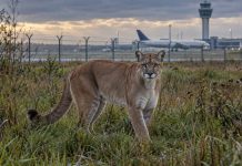 Alarm pod Monachium! Na wolności może grasować puma. Władze ostrzegają mieszkańców Puma na tle lotniska w Monachium – ilustracja AI