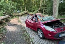 Niemcy: Burza w Berlinie. Kobieta zginęła przygnieciona przez drzewo, chaos na kolei