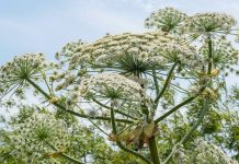 Co najmniej 18 osób rannych przez barszcz Sosnowskiego w Nadrenii Północnej-Westfalii