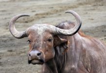 Niemcy: Wirus pryszczycy pochodzi z Iranu lub Turcji