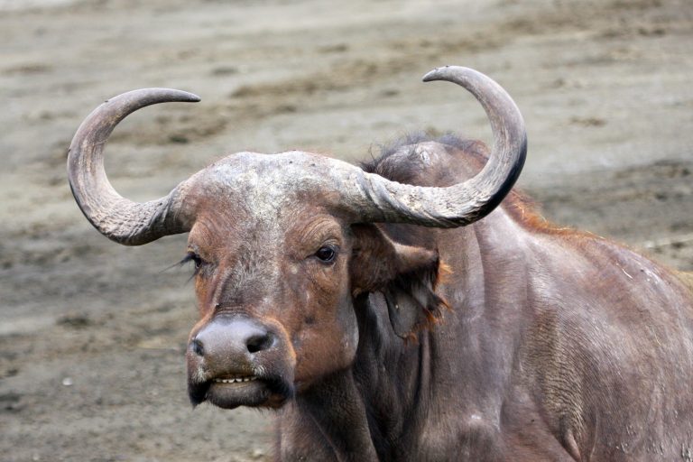 Niemcy: Wirus pryszczycy pochodzi z Iranu lub Turcji