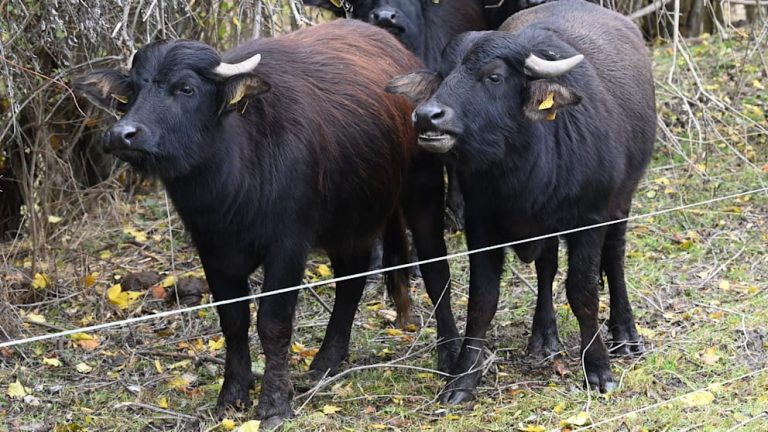 Po raz pierwszy w Niemczech od 1988 roku: Ognisko pryszczycy u bawołów w Brandenburgii