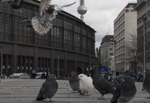 Berlin: Mężczyzna zabija i zjada gołębie. Prokuratura nie widzi w tym problemu
