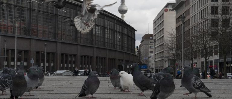 Berlin: Mężczyzna zabija i zjada gołębie. Prokuratura nie widzi w tym problemu