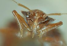 Atlas szkodników w Niemczech: gdzie występuje najwięcej szczurów, pluskiew i moli?