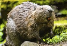 Rolnicy z Brandenburgii chcą, by można było jeść bobry. „To przecież smaczne mięso i piękne futro”