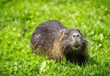Rolnicy z Brandenburgii chcą, by można było jeść bobry. „To przecież smaczne mięso i piękne futro”