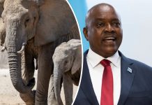 Konflikt z Zielonymi: Botswana chce deportować do Niemiec 20 000 słoni!