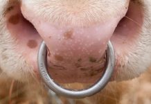 Niemcy: Skradziono nasienie byków warte 30 tysięcy euro. Policja prowadzi śledztwo