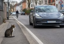 Niemcy: Kierowca otrzymał 5 euro mandatu za zatrąbienie na kota