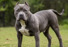 Tragedia w Niemczech. Czteroletnia dziewczynka zginęła po ataku pitbulla należącego do rodziny