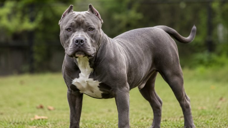 Tragedia w Niemczech. Czteroletnia dziewczynka zginęła po ataku pitbulla należącego do rodziny