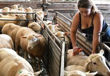 W Dolnej Saksonii rozprzestrzeniają się choroby zwierzęce: Ponad 300 owiec umarło na chorobę niebieskiego języka