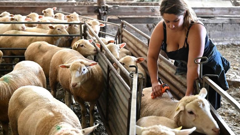 W Dolnej Saksonii rozprzestrzeniają się choroby zwierzęce: Ponad 300 owiec umarło na chorobę niebieskiego języka