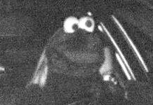 Dortmund: Kierowca w stroju „Ciasteczkowego Potwora” złapany fotoradarem