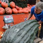 Cukinia ważacą 56 kg nowy rekord Niemiec