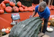 Cukinia ważąca 56,75 kg – nowy rekord Niemiec!