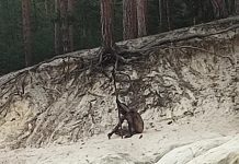 Niemcy: Naoczni świadkowie informują o „człowieku-wilku” w powiecie Harz! Policja potwierdza