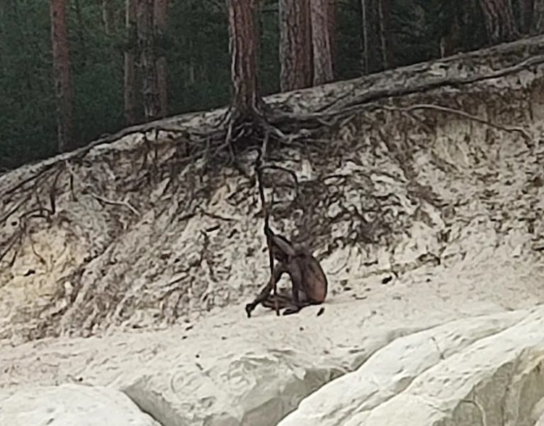 Niemcy: Naoczni świadkowie informują o „człowieku-wilku” w powiecie Harz! Policja potwierdza