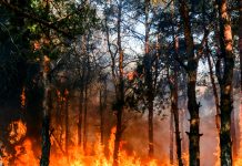 Wielki pożar lasu w Nadrenii Północnej-Westfalii. Pierwsza miejscowość została ewakuowana