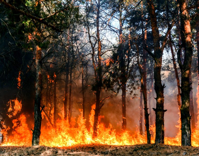 Wielki pożar lasu w Nadrenii Północnej-Westfalii. Pierwsza miejscowość została ewakuowana