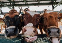 Choroba niebieskiego języka: Prawie cała Hesja staje się strefą wykluczenia