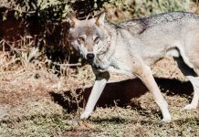 Dramat w centrum Hamburga: wilk rzucił się na kobietę i pogryzł ją w twarz