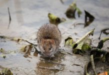 Niemcy: Ulica w Freinsheim zamknięta z powodu podziemnych tuneli wykopanych przez szczury