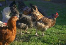 Bentheim: 1,4 miliona zwierząt pod nadzorem z powodu ptasiej grypy