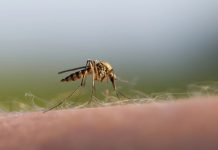 Dwa zgony na lotnisku we Frankfurcie. Czy grozi nam malaria przenoszona przez komary?