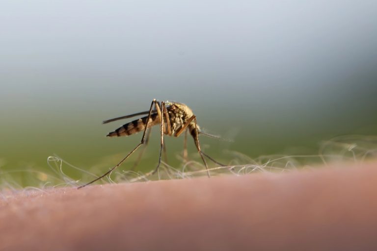 Dwa zgony na lotnisku we Frankfurcie. Czy grozi nam malaria przenoszona przez komary?