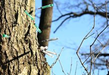 Drzewo pełne zużytych strzykawek w Berlinie. Niepokojący widok wraca mimo interwencji służb