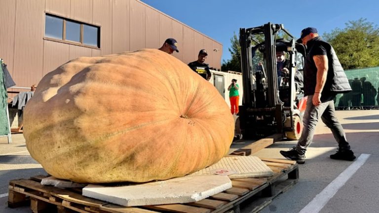 Niemcy: Najcięższa dynia Brandenburgii przekroczyła tonę — rekord w Klaistow (1 034,8 kg)
