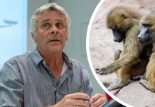 Niemcy: Groźby śmierci wobec dyrektora ogrodu zoologicznego po uśmierceniu pawianów