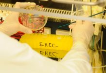 Epidemia EHEC w Niemczech: rośnie liczba zakażeń, są pierwsze ofiary śmiertelne