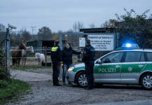 Szok w Niemczech. Nieznany sprawca wykorzystał seksualnie kucyka
