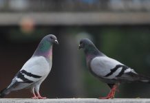 Limburgia nad rzeką Lahn: Obrońcy praw zwierząt przerażeni po głosowaniu za zabijaniem gołębi