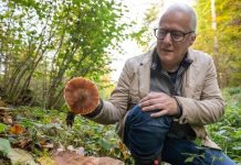 Niemcy: Ekspert ostrzega przed aplikacjami do identyfikacji grzybów