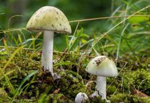 Szpital Uniwersytecki w Essen: Życie trójki dzieci jest zagrożone w wyniku zatrucia grzybami