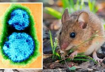 Trzykrotny wzrost liczby zakażeń hantawirusem w Bawarii – służba zdrowia bije na alarm