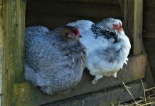 Czy posiadanie kurnika w ogrodzie jest niezgodne z prawem? Oto orzeczenie niemieckiego sądu!