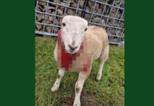 Niemcy: Kto okaleczył jagnię? Policja poszukuje sprawcy bestialskiego ataku w Saksonii