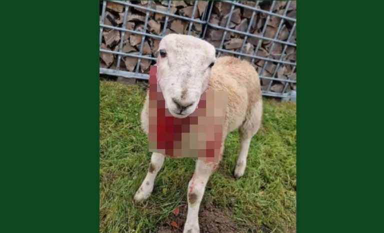 Niemcy: Kto okaleczył jagnię? Policja poszukuje sprawcy bestialskiego ataku w Saksonii