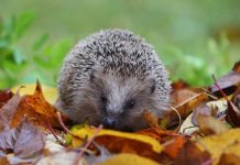 Jeże są zagrożone wyginięciem w Niemczech