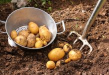 Rynek żywności w Niemczech: ceny producentów nadal silnie rosną