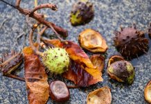 Z letniego słońca do jesiennego chłodu: gwałtowne ochłodzenie w Niemczech