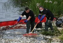 Klęska ekologiczna na Odrze: Polska wyklucza metale ciężkie jako przyczynę śmierci ryb
