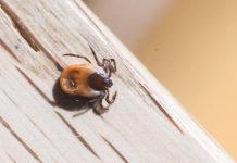 Niemcy: Rekordowa liczba kleszczy po łagodnej zimie. Eksperci ostrzegają przed nowymi zagrożeniami